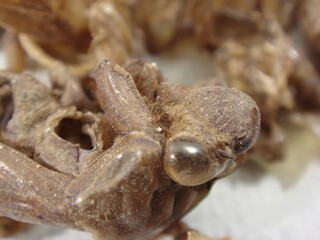 Cicada slough, called Seontae in Korea, is the molted shell of cicadas. It is used in traditional medicine to dispel wind heat, relieve sore throat, treat rashes, and improve eye health.