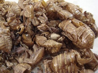 Cicada slough, called Seontae in Korea, is the molted shell of cicadas. It is used in traditional medicine to dispel wind heat, relieve sore throat, treat rashes, and improve eye health.