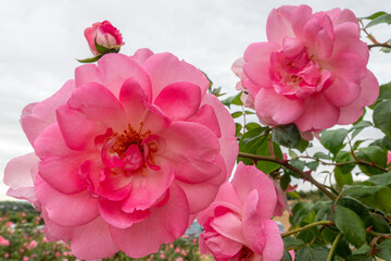 Close-up of vibrant pink roses in full bloom, surrounded by lush green leaves, creating a picturesque scene in a garden setting