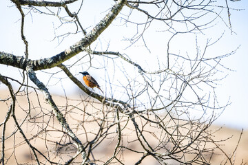 Cape Rock Thrush (Monticola rupestris) perched on a bare winter branch