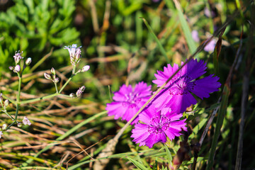 Cornflower. Beautiful bouquet of cornflowers. Summer.