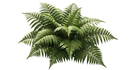 Obraz premium Lush green fern fronds unfurling showcasing vibrant natural foliage plant growth and botanical beauty in detail