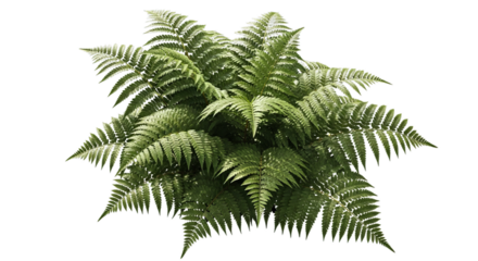 Lush green fern fronds unfurling showcasing vibrant natural foliage plant growth and botanical beauty in detail