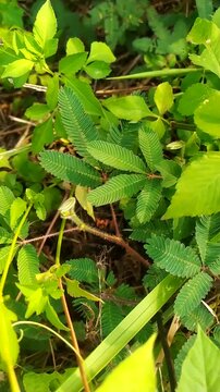 Mimosa pudica, putri malu, is a short shrub