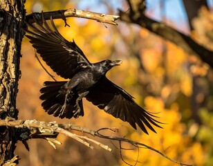 Black crow in flight amongst autumnal foliage