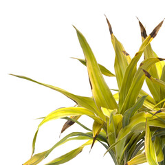Golden Crinum Plant isolated on transparent background PNG. Golden Crinum Plant leaves isolated on white background. decorative house plant PNG isolated on Transparent background.	
