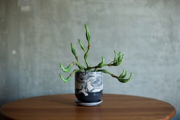 うねって枝分かれしたユーフォルビア