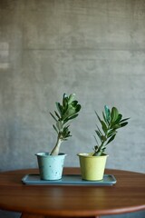 傾いて成長した鉢植えのアデニウム