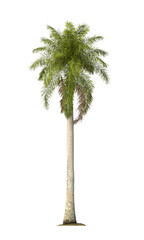 Roystonea regia palm tree isolated on transparent background. single royal palm tree isolated on transpa background. Cuban royal palm, or Florida royal palm. palm Corner leaves PNG transparent.