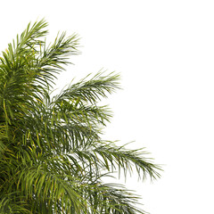 Roystonea regia palm tree isolated on transparent background. single royal palm tree isolated on...