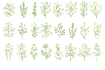 Fototapeta premium Assorted green herbs arranged in a detailed botanical illustration showcasing various leaves and plants
