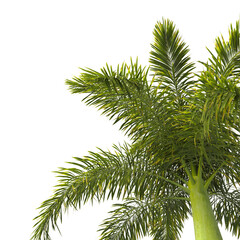 Roystonea regia palm tree isolated on transparent background. single royal palm tree isolated on...