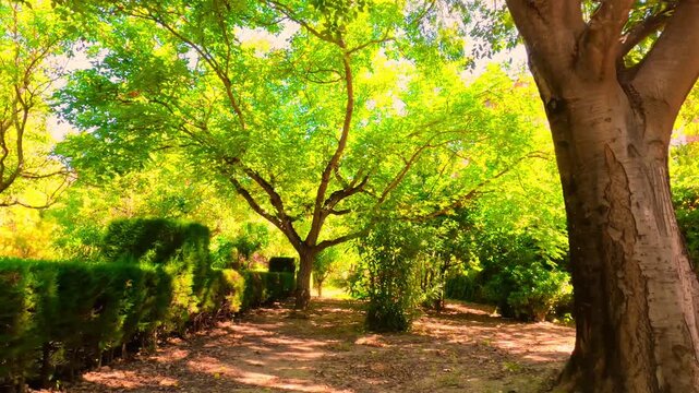 Precioso parque de la floresta en viver 