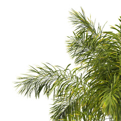 Fototapeta premium Roystonea regia palm tree isolated on transparent background. single royal palm tree isolated on transpa background. Cuban royal palm, or Florida royal palm. palm Corner leaves PNG transparent.