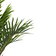 salacca zalacca palm tree isolated on transparent background. single Salak palm tree PNG isolated on transparent background. palms leaves isolated on transparent background.