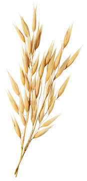 oat plant