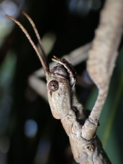 Stick insect close up