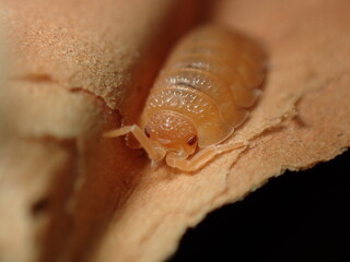 Woodlice (orange colour)  Porcellio species