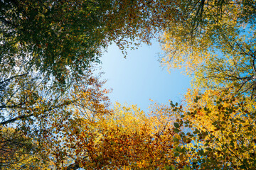 Colorful autumn trees form a circular canopy framing the clear blue sky above