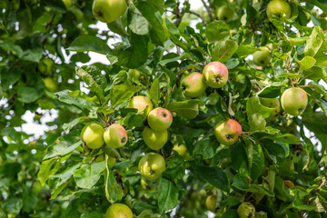 Ripe Apples on Tree in Orchard