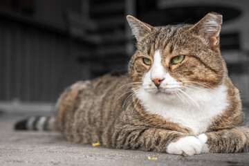 Feral and homeless cat live in the street