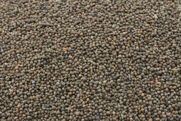Perilla frutescens var. acuta, called Soja in Korea, is a warm, pungent seed herb. It moistens the lungs, eases cough and phlegm, aids digestion, detoxifies food poisoning, and regulates intestines.