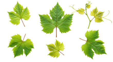 Six fresh, vibrant green grape leaves with crisp contours, meticulously arranged in a flat lay on a transparent background with ample negative space, concept of organic purity and natural quality
