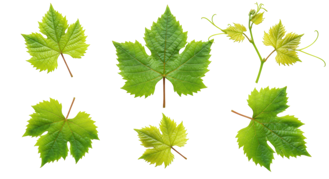 Six fresh, vibrant green grape leaves with crisp contours, meticulously arranged in a flat lay on a transparent background with ample negative space, concept of organic purity and natural quality
