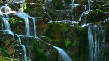 Small waterfall among mosses and various ferns.