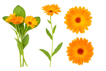 Naklejka premium Bright Orange Calendula Flowers Isolated on White Botanical Beauty for Herbal and Decorative Uses