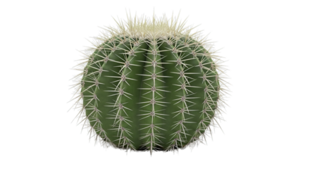 Golden barrel cactus plant a round succulent with sharp spines and green flesh native to desert regions of mexico and the southwestern united states