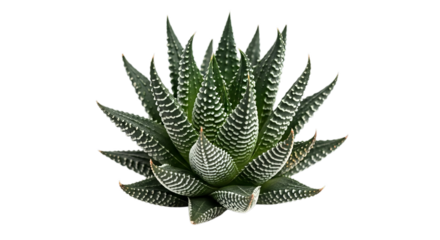 A beautiful haworthia zebra succulent plant with striking white stripes and pointed green leaves forming a symmetrical rosette