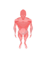 Animated male torso illustration with detailed musculature and skeletal anatomy, presented as a free vector graphic on a clean white background.