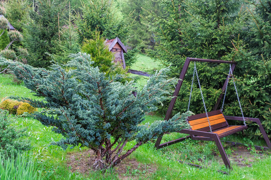 Bush of flaky juniper with needle-like leaves in garden