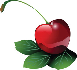 cherry illustration