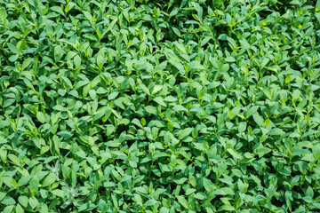 Young knotgrass stems on meadow in sunny morning, top view
