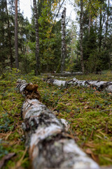 a birch trunk in black and white lying on the grass, a birch trunk that has fallen to the ground in the grass is destroyed by the environment, the autumn in the wild forest