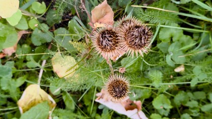 Dry burdock burs on a green grass background — symbol of wild nature, inspiration for design, textures and natural background images
