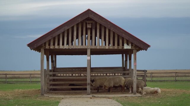 Idyllic view of a flock of Racka sheep rest under an open wooden shed on a farm in the grassy steppe of Hortob&aacute;gy in Hungary.