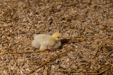 small chickens in a poultry farm on a litter of sawdust, chickens of a meat breed in yellow fluff , industrial chicken farming to provide meat products