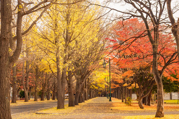 Fototapeta premium 北海道大学のイチョウ並木