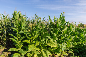 Blooming tobacco row against corn on field in sunny morning