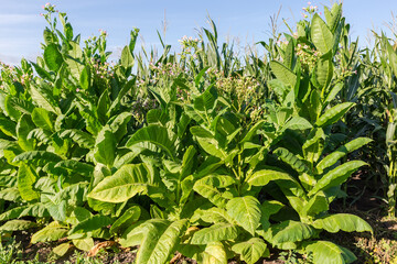 Blooming tobacco plants against corn on field in sunny morning