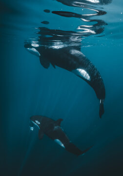 View of orcas gracefully gliding through the deep blue ocean, their sleek black and white bodies contrasting against the water, La Ventana, Baja California Sur, Mexico.
