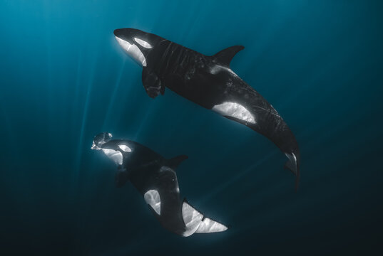 View of two orcas gracefully dance through the tranquil, deep blue sea, their sleek black and white bodies illuminated by sun rays, La Ventana, Baja California Sur, Mexico.
