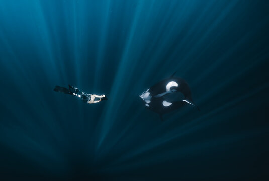 View of a lone diver faces the majestic orca in the ocean's embrace, sunbeams piercing the deep blue, La Ventana, Baja California Sur, Mexico.