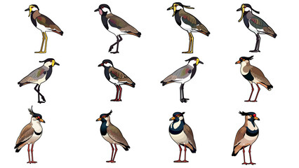 Illustration of Diverse Bird Species Showcased in Rows.