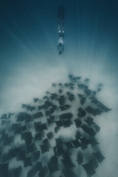 View of a freediver gracefully descends toward a mesmerizing ballet of mobula rays gliding over the sandy ocean floor, La Ventana, Baja California Sur, Mexico.