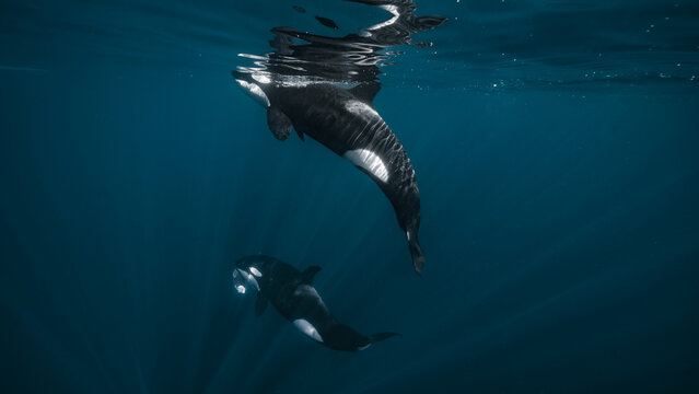 View of two orcas swimming gracefully in the crystal-clear, deep blue waters, their sleek black and white bodies a striking contrast, La Ventana, Baja California Sur, Mexico.