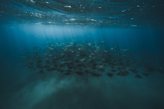 View of a school of mobula rays gracefully gliding through the deep blue sea, their silhouettes contrasting against the sandy ocean floor, La Ventana, Baja California Sur, Mexico.